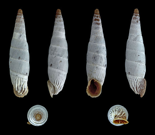 Albinaria corrugata